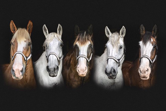Beaufort’s #1 Horse & Carriage History Tour - Who will enjoy this most?