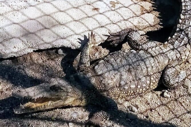 Boat Ride-Gentle Beach Beach Horseback Ride+Lunch-Crocs-Turtles - Crocodiles, turtles, and a lesson in local wildlife