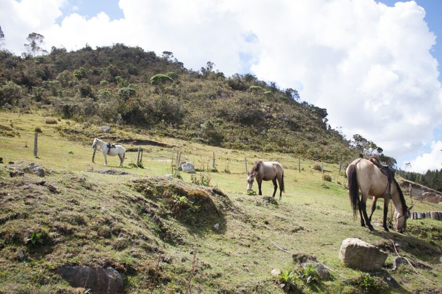 Bogota: Horseback Riding Tour - Who should book this ride?