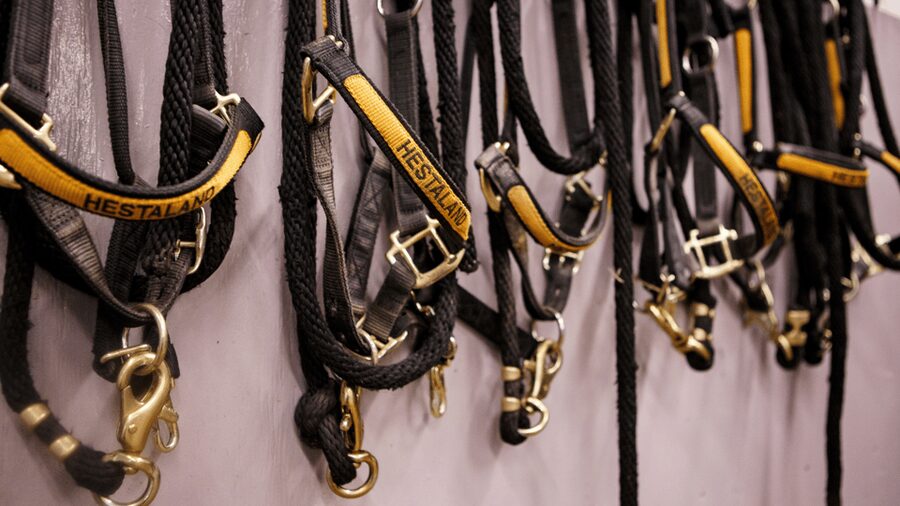 Borgarnes: Horseback Riding Tour with Prep Lesson - Arriving at Hestaland from Borgarnes