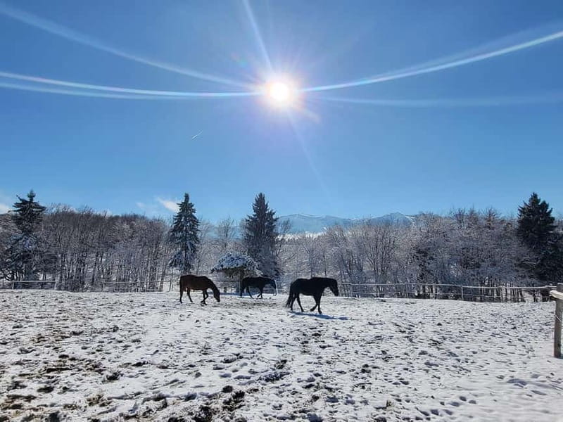 Borovets: Horse Riding Experience - Should you book the Borovets horse ride?