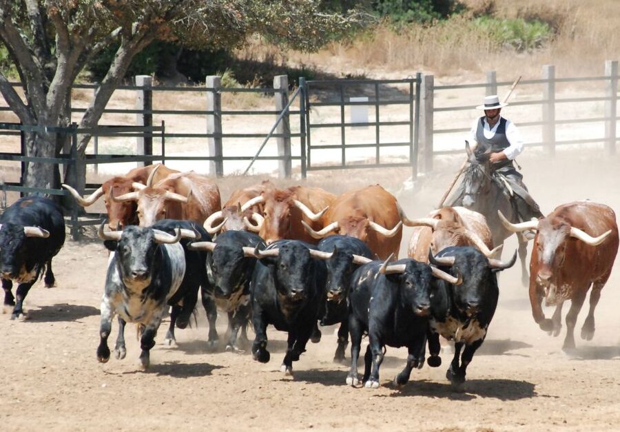 Cadiz: Andalusian Horses and Bulls Country Show - A bull ranch rather than a city spectacle