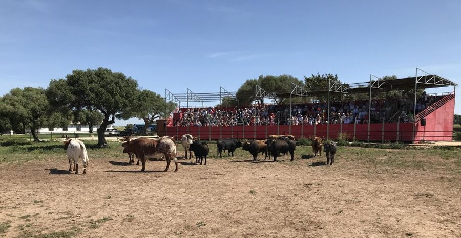 Cadiz: Andalusian Horses and Bulls Country Show - The opening animal presentation