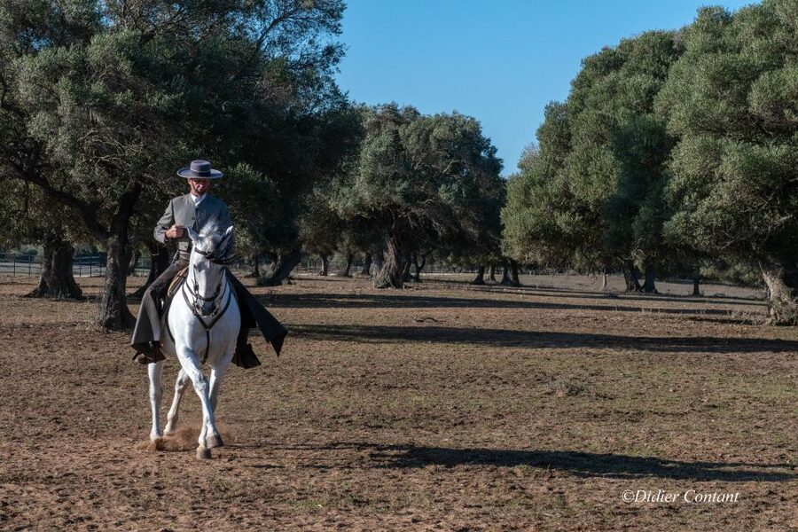 Cadiz: Andalusian Horses and Bulls Country Show - What the 90-minute format feels like
