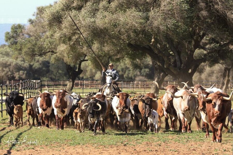 Cadiz: Andalusian Horses and Bulls Country Show - Is $41 a fair price?
