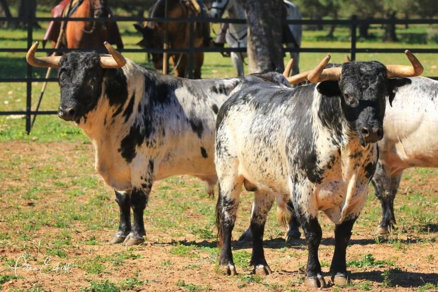 Cadiz: Andalusian Horses and Bulls Country Show - Practical details at El Carrascal