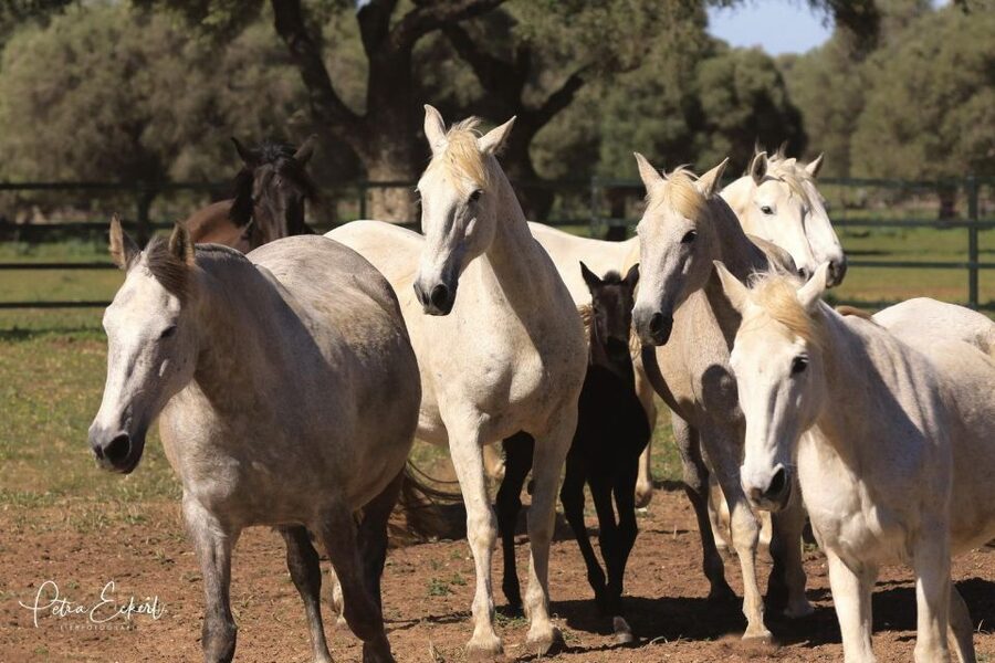 Cadiz: Andalusian Horses and Bulls Country Show - Why the Torrestrella bulls matter
