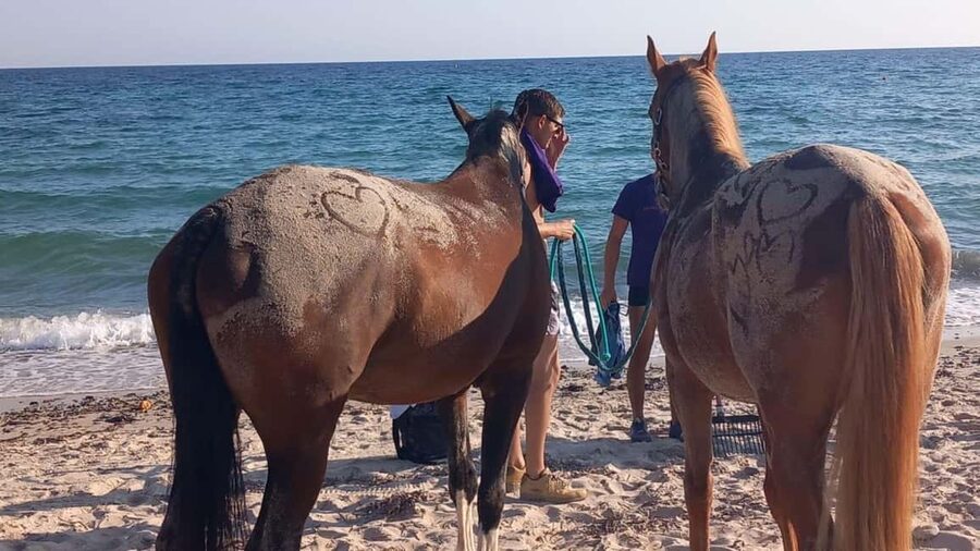 Cagliari: horseback riding with sunrise dive - Sunrise riding on Flumini beach
