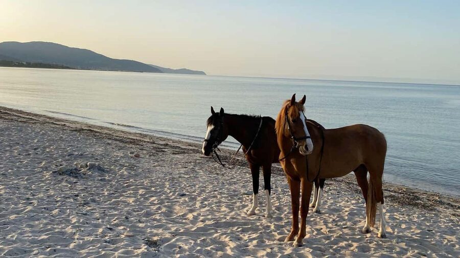 Cagliari: horseback riding with sunrise dive - The sea swim with your horse