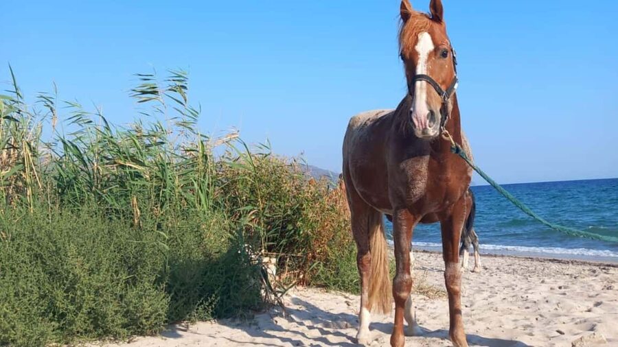 Cagliari: horseback riding with sunrise dive - How the short itinerary unfolds