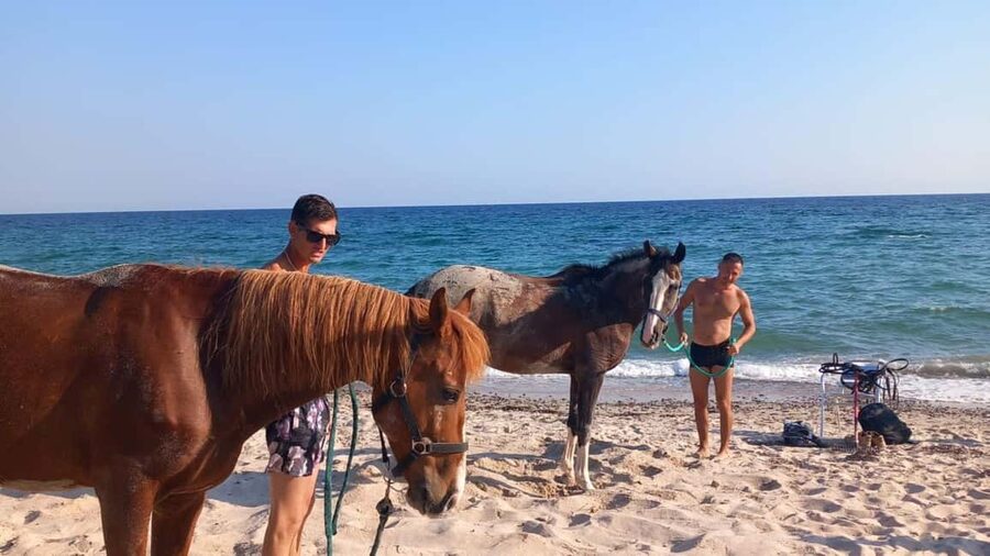 Cagliari: horseback riding with sunrise dive - Calm horses and close instruction