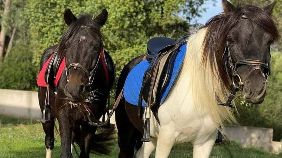 Cagliari: panoramic horseback riding - Why the views matter