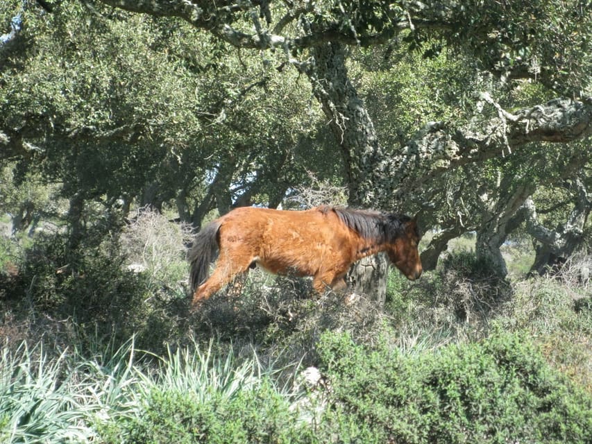 Cagliari: Su Nuraxi Barumini Unesco & Giara Horses 4h Tour - Key points to know before booking