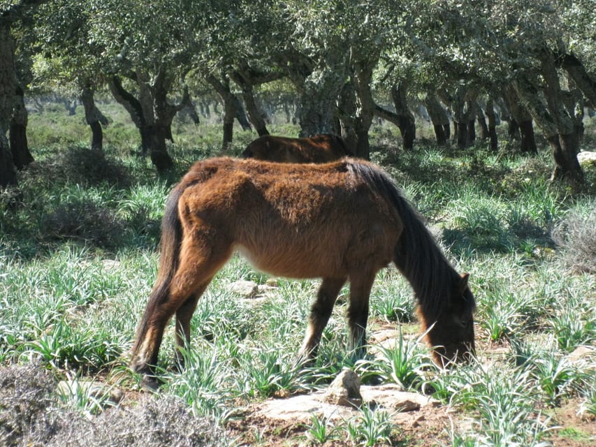 Cagliari: Su Nuraxi Barumini Unesco & Giara Horses 4h Tour - Why Su Nuraxi deserves your four hours