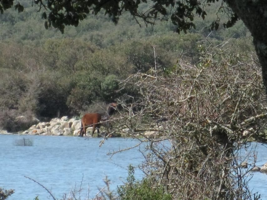 Cagliari: Su Nuraxi Barumini Unesco & Giara Horses 4h Tour - The guides and the feel of the outing