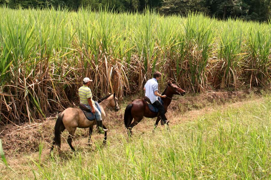 Cali: Horseback Riding - What happens before you mount
