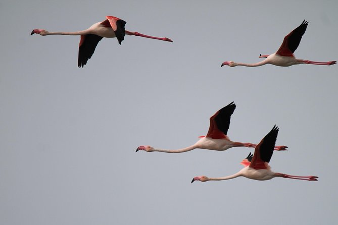 Camargue 4x4 Safari 2 hours Saintes Maries de la Mer - A short route with plenty to notice