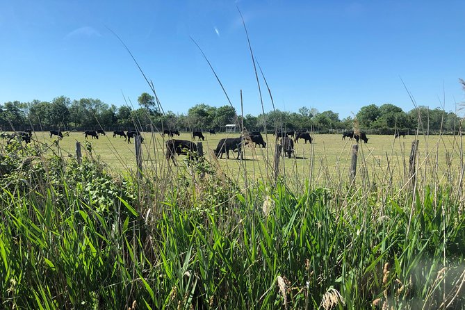 Camargue 4x4 Safari 2 hours Saintes Maries de la Mer - Price, group size, and value