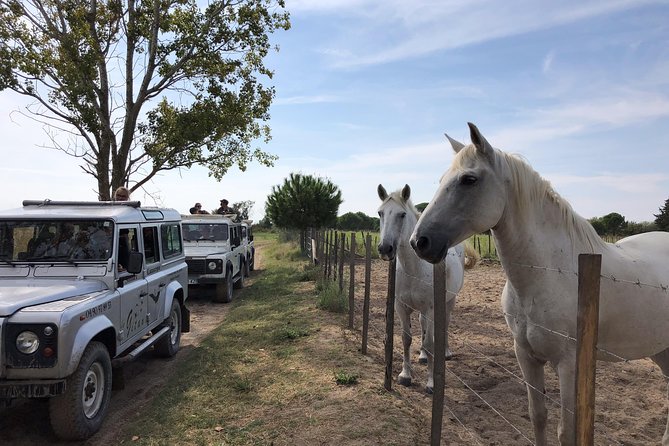 Camargue 4x4 Safari 2 hours Saintes Maries de la Mer - Who should book this safari?