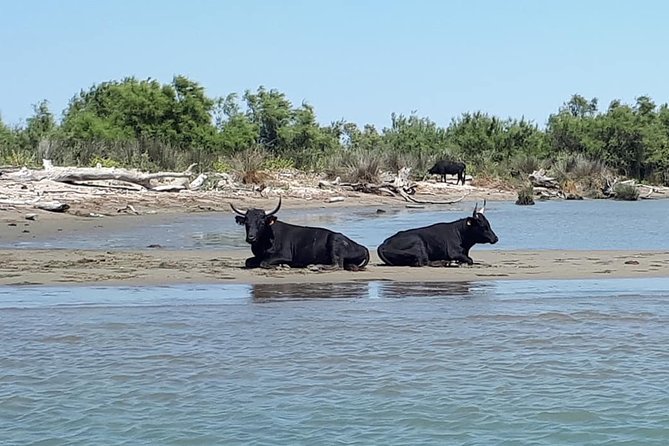 Camargue 4x4 Safari 2h + Picnic + Kayak - The two-hour 4x4 safari through the Camargue