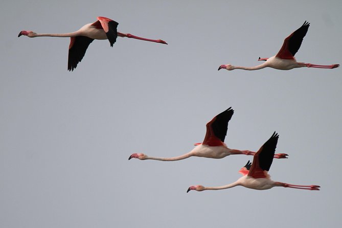 Camargue 4x4 Safari Day - A restaurant lunch gives the day a welcome pause