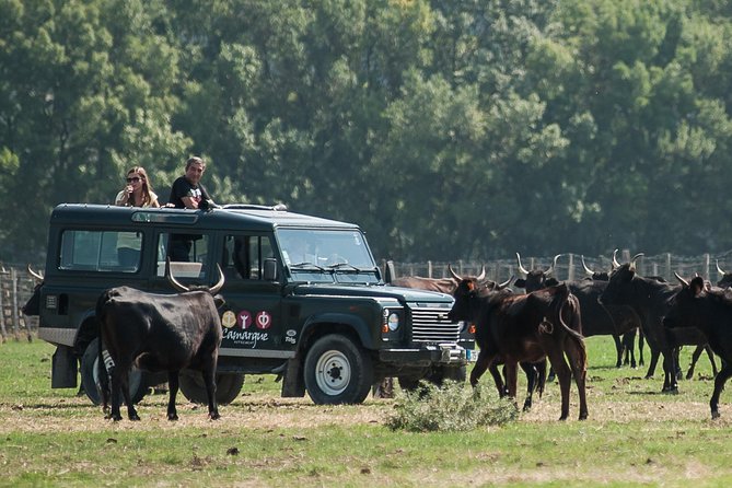 Camargue 4x4 Safari VIP Tour - Why this Camargue safari feels different