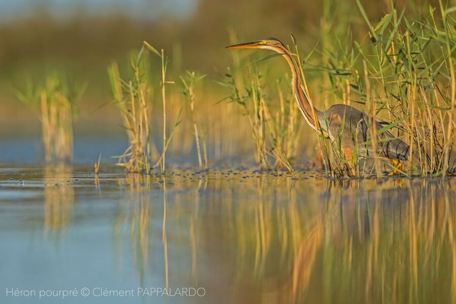 Camargue: Discovery of nature at the Vigueirat marshes - Why the Vigueirat marshes are worth your time
