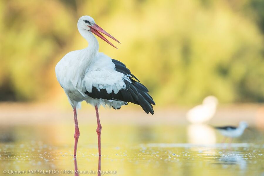 Camargue: Discovery of nature at the Vigueirat marshes - Arriving at the reserve reception