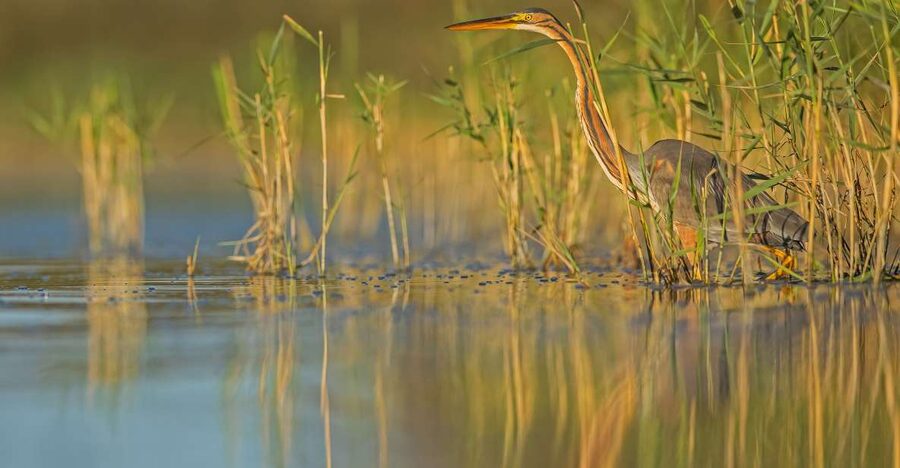 Camargue: Discovery of nature at the Vigueirat marshes - A bird’s-eye look at the marshes