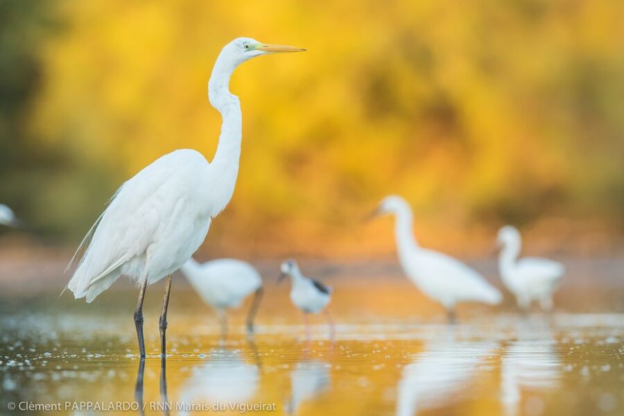 Camargue: Discovery of nature at the Vigueirat marshes - The return ride and total timing