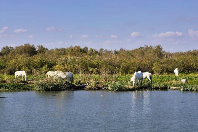 Camargue Full Day Tour from Avignon - Why the Camargue makes a fine day away from Avignon