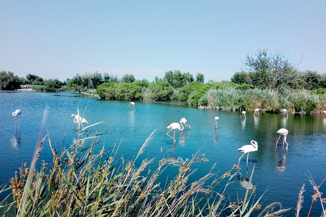 Camargue Full Day Tour from Avignon - What you will see, and what is not guaranteed