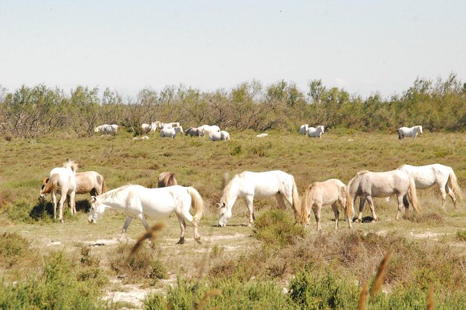 Camargue Full Day Tour from Avignon - Small-group comfort and the long ride from Avignon