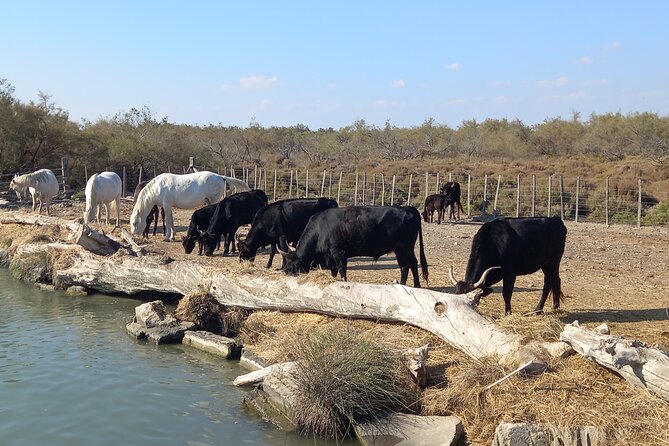 Camargue Full Day Tour from Avignon - Pont de Gau and the search for flamingos