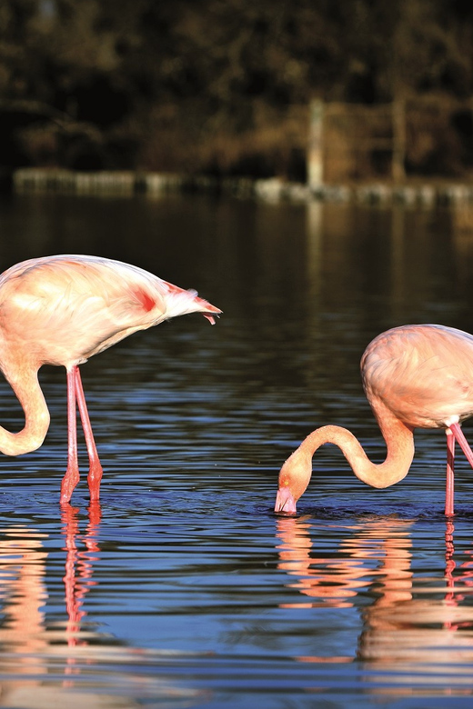 Camargue: Half-Day 4x4 Guided Safari Adventure - Key points at a glance