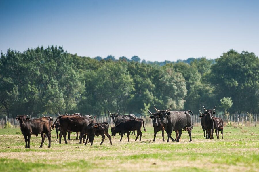 Camargue: Half-Day 4x4 Guided Safari Adventure - Who should book this Camargue safari?