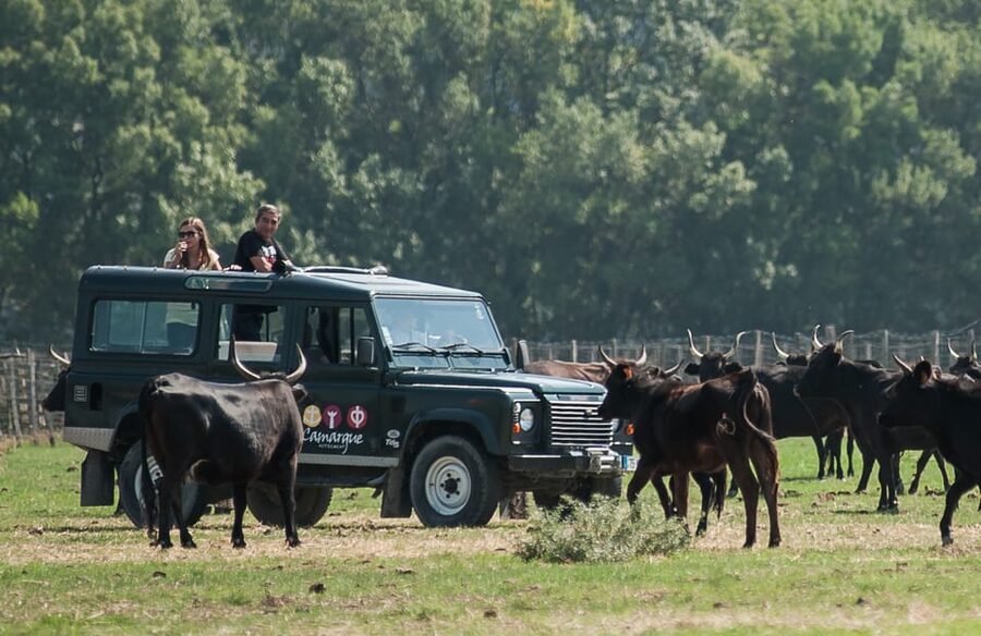 Camargue: Half-Day 4x4 Guided Safari Adventure - Comfort, clothing, and practical details