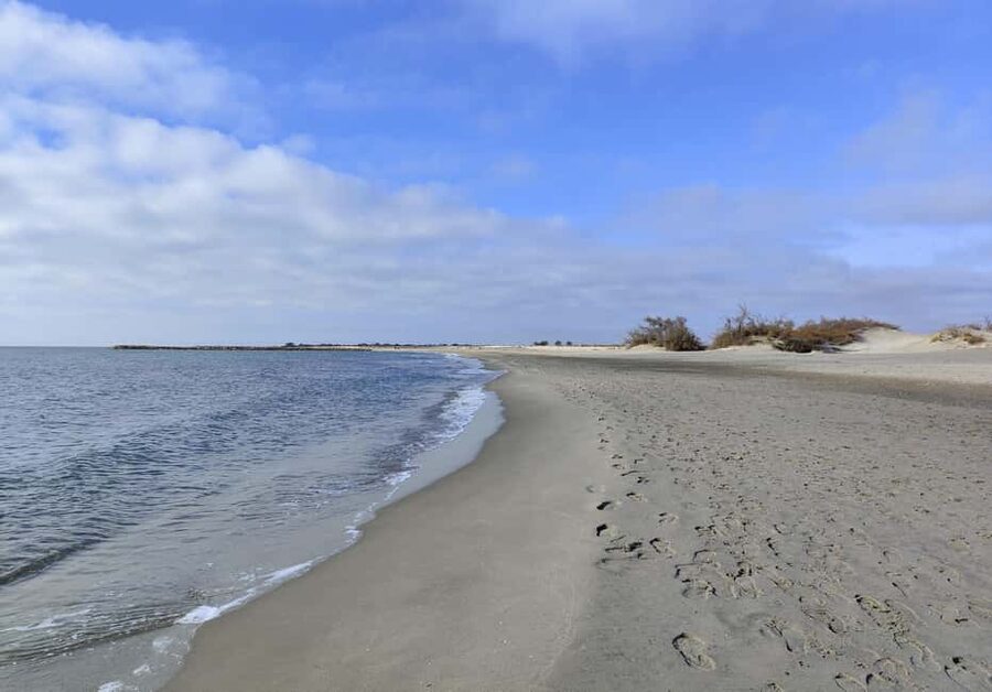 Camargue, its secrets and its magic: an exclusive tour - Meeting the Camargue bull herds