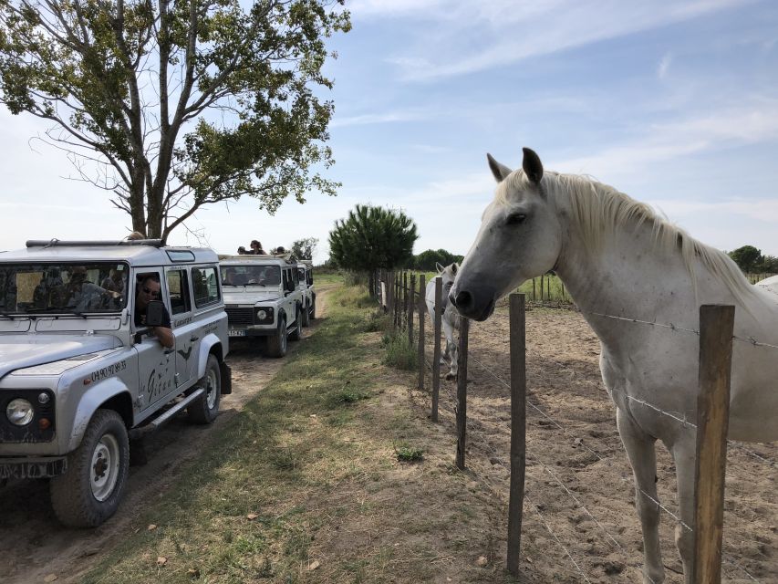Camargue: Safari from Saintes-Maries-de-la-Mer - Starting at Le Gitan in Saintes-Maries-de-la-Mer