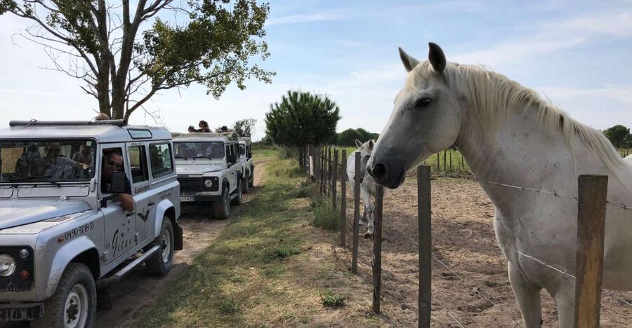 Camargue: Safari from Saintes-Maries-de-la-Mer - Watching the famous white horses