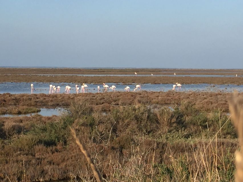 Camargue: Safari from Saintes-Maries-de-la-Mer - The guide can make or break the two hours