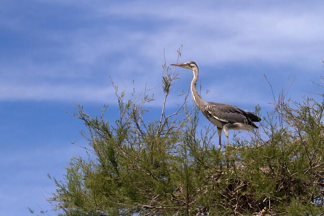 Camargue Small-Group Day Trip from Avignon - Key points to know before booking