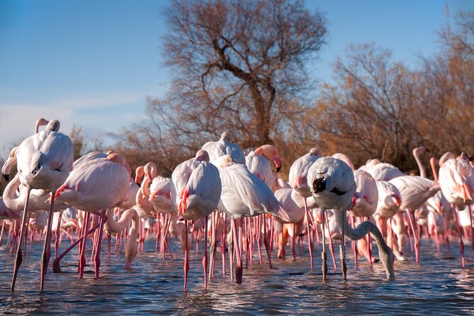 Camargue Small-Group Day Trip from Avignon - Why this Camargue day trip works