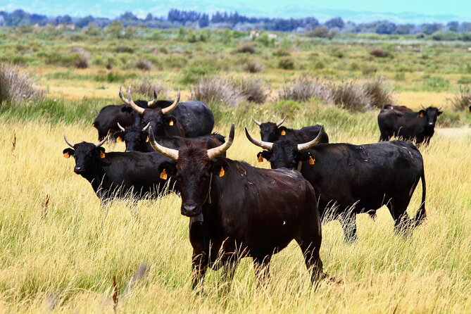 Camargue Small-Group Day Trip from Avignon - Aigues-Mortes and the medieval finish