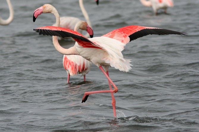 Camargue Small-Group Day Trip from Avignon - Transport, timing, and practical details