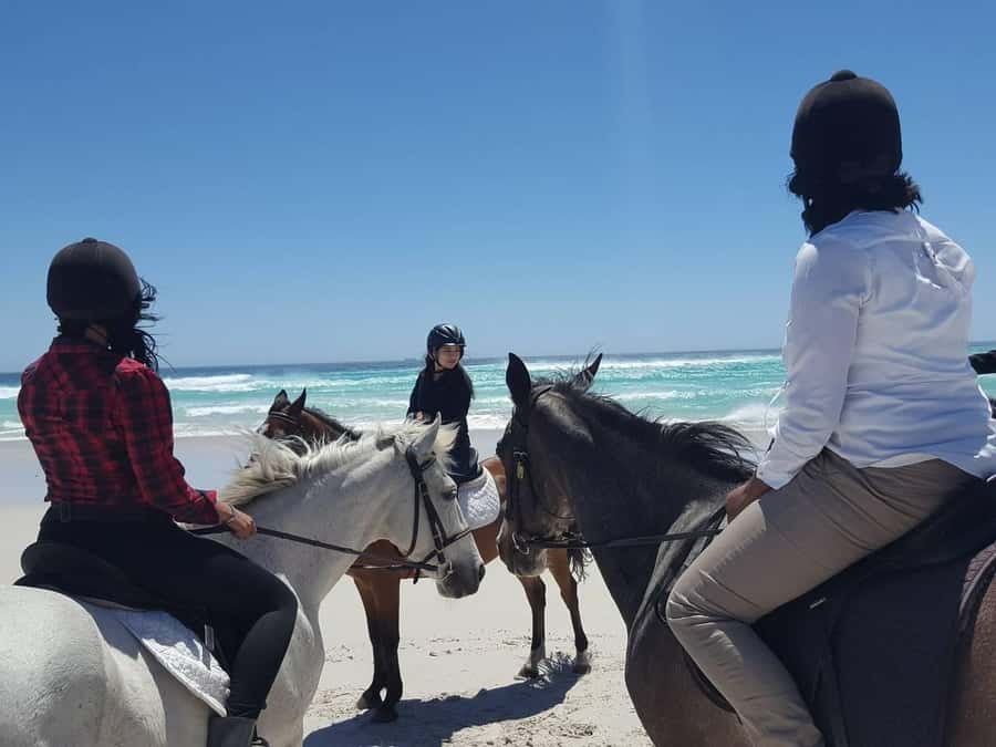 Cape Town: Beach Horse Ride with Hotel Pickup & Drop-off - What the four-hour schedule really includes