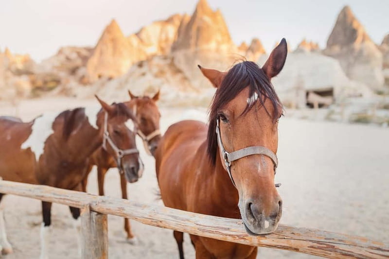 Cappadocia: Göreme Horse Riding, Fairy Chimneys w/Transfer - Timing, transfers, and the value of the $41 price