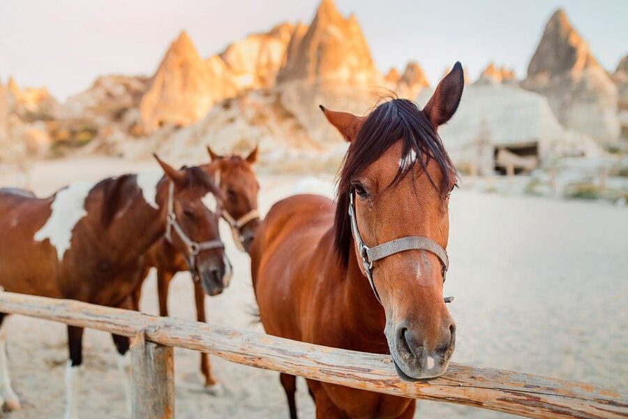 Cappadocia: Horse Riding w/Sunrise & Sunset Option - Who should book this ride