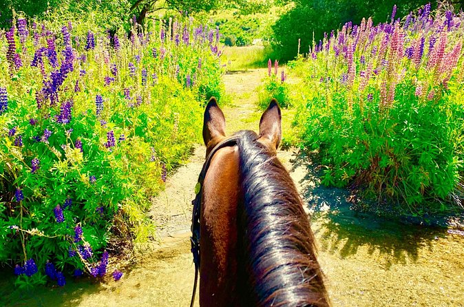Cardrona High Country Pub Trail Horse Trek (Intermediate level+) - Trotting, cantering, and the need for control
