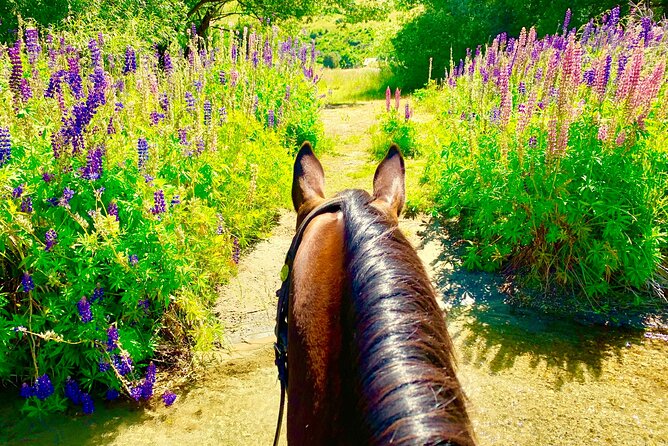 Cardrona High Country Pub Trail Horse Trek (Intermediate level+) - What the $433.78 price gets you